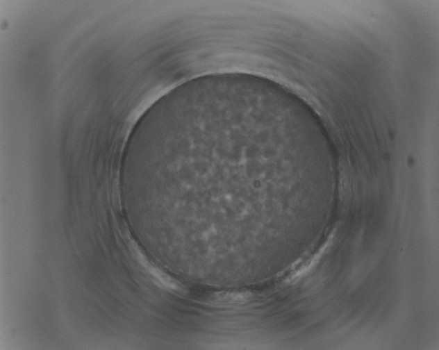 X0000077361513200611031833