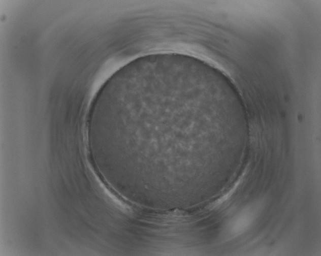 X0000077361517200611031833