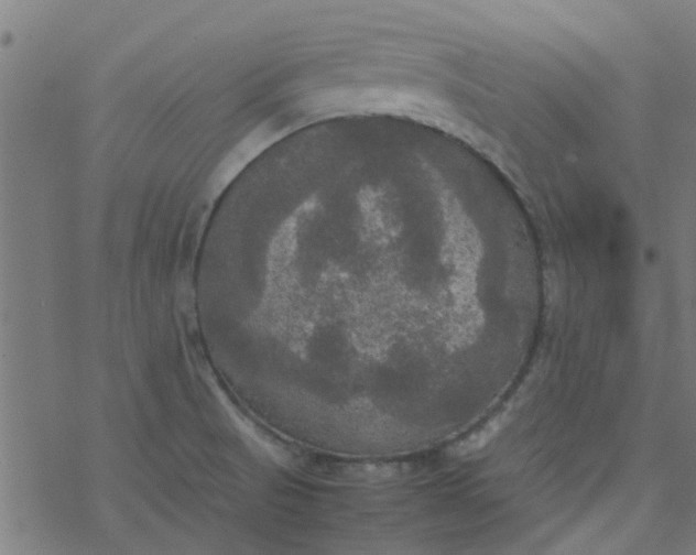 X0000077361521200611031833