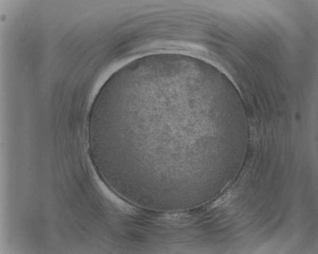 X0000077361531200611031833