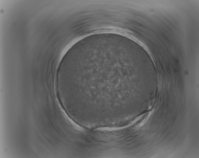 X0000077361533200611031833