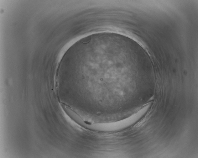 X0000077361535200611031833