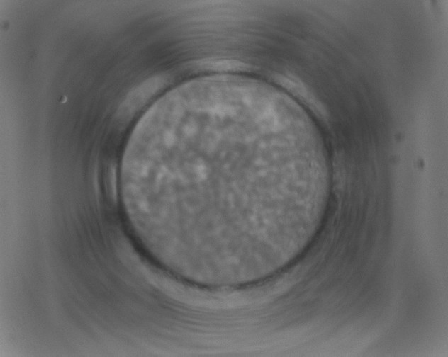 X0000077360014200611101650