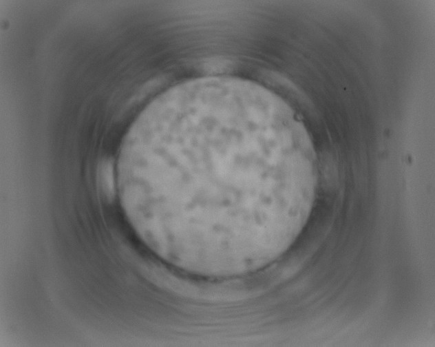 X0000077360028200611101650