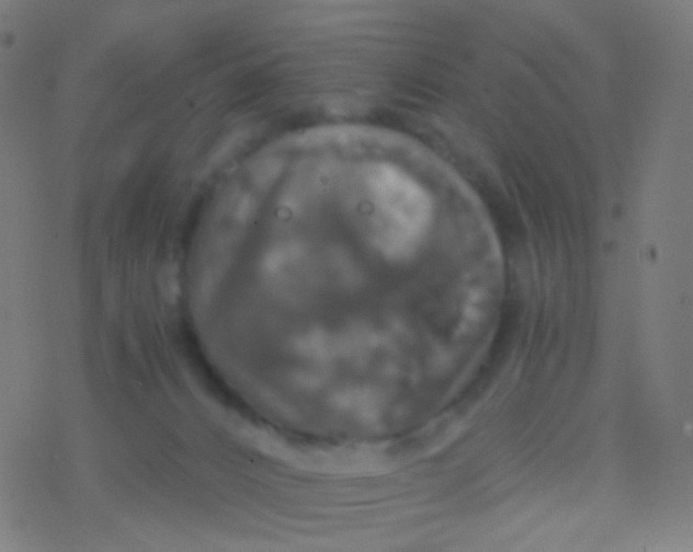 X0000077360032200611101650