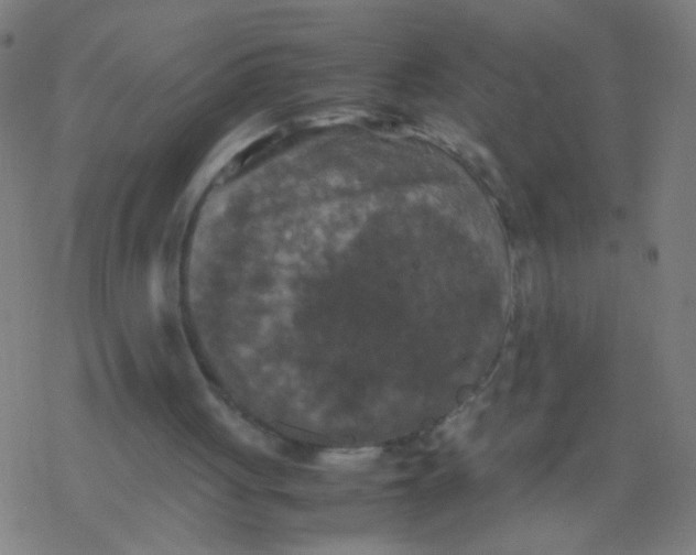 X0000077360051200611101649