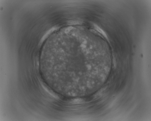 X0000077360059200611101649