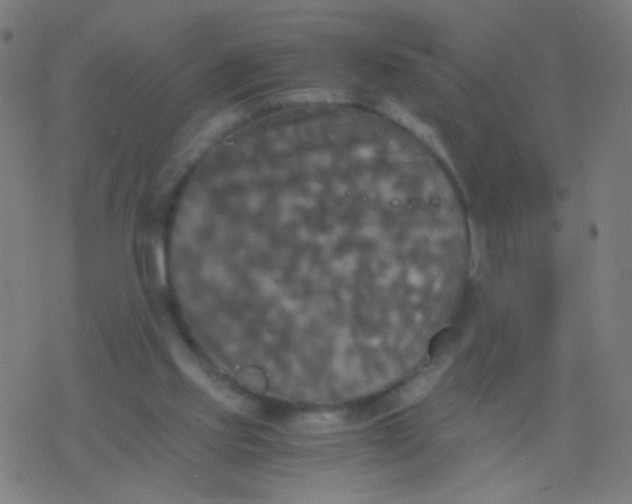 X0000077360061200611101649