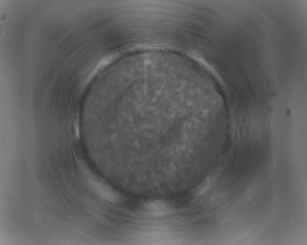 X0000077360062200611101649