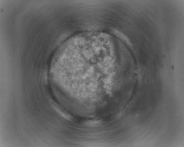 X0000077360065200611101649