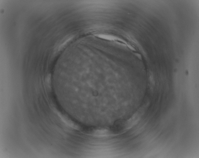 X0000077360066200611101649