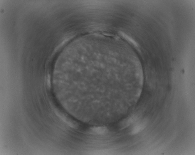 X0000077360067200611101649