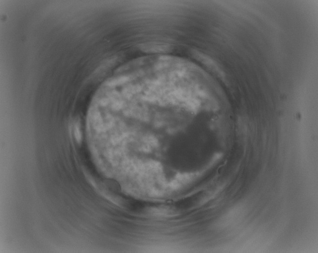 X0000077360069200611101649