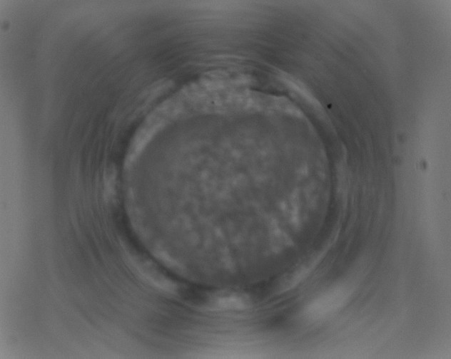 X0000077360073200611101649