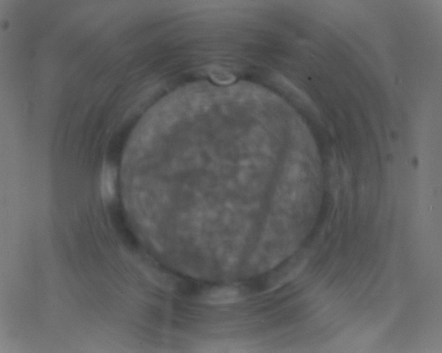 X0000077360075200611101649