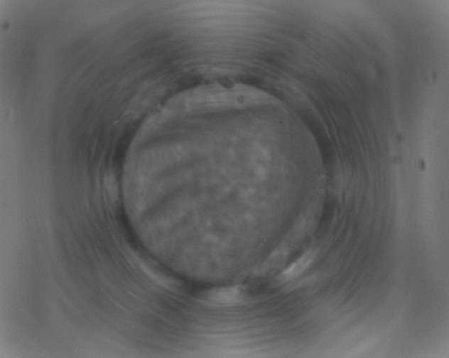 X0000077360086200611101650