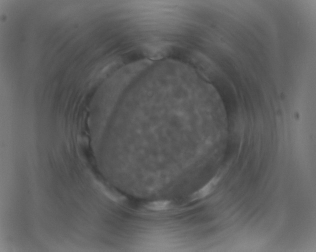 X0000077360090200611101650