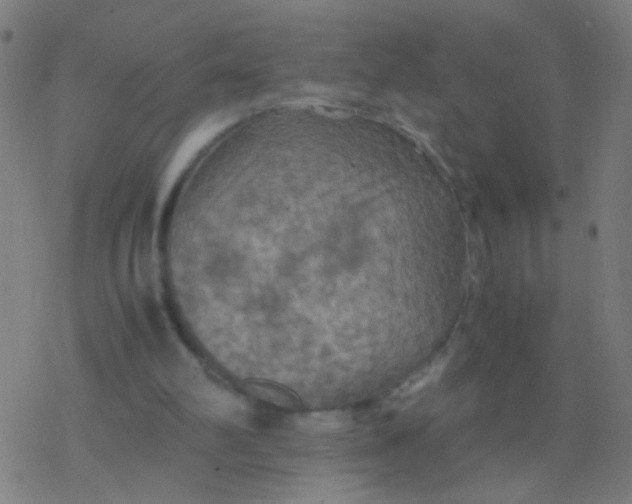 X0000077360102200611101649