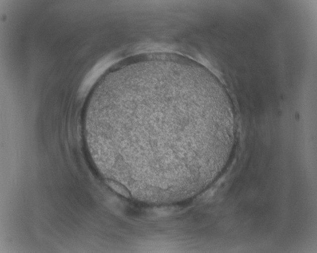 X0000077360103200611101649