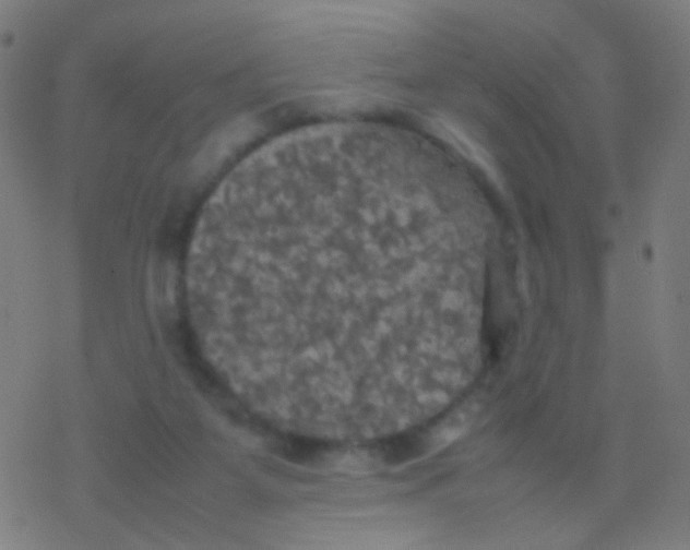 X0000077360115200611101649