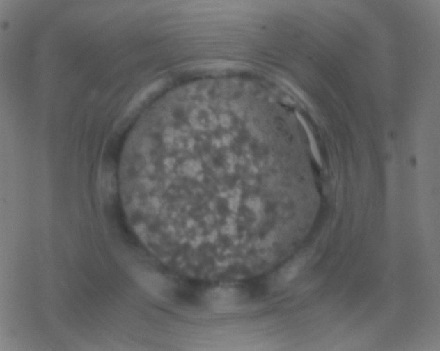 X0000077360119200611101649