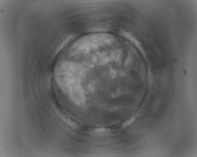 X0000077360153200611101648