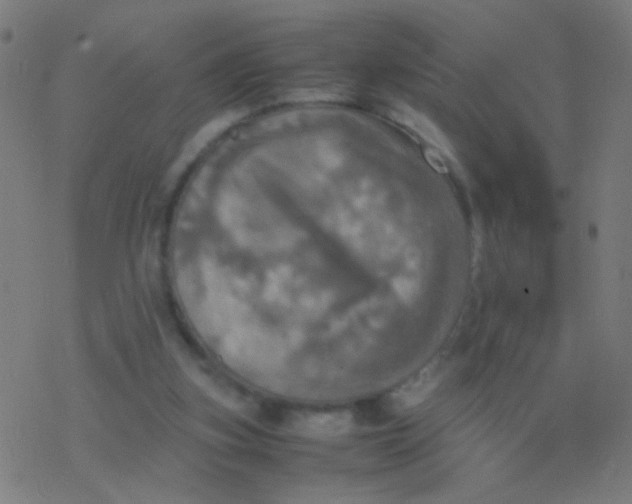 X0000077360155200611101648