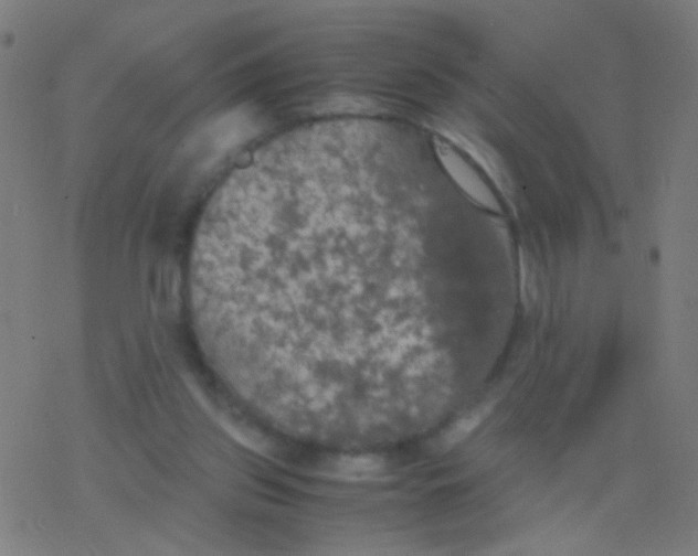 X0000077360157200611101648