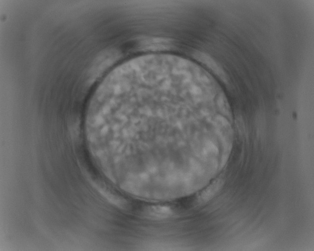 X0000077360159200611101648