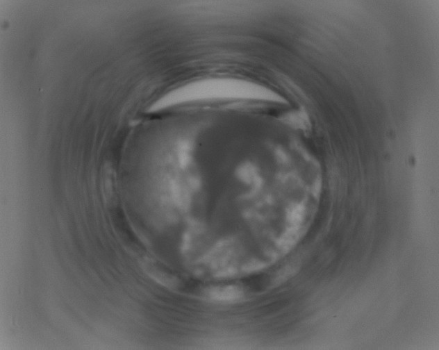 X0000077360169200611101648