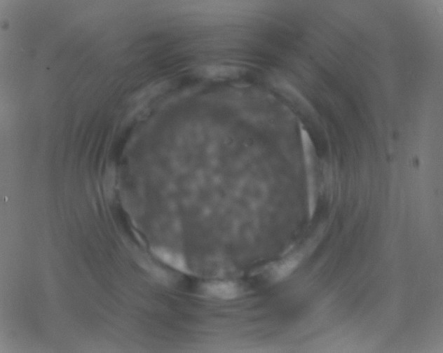 X0000077360189200611101648