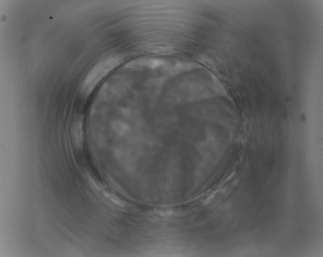 X0000077360194200611101647