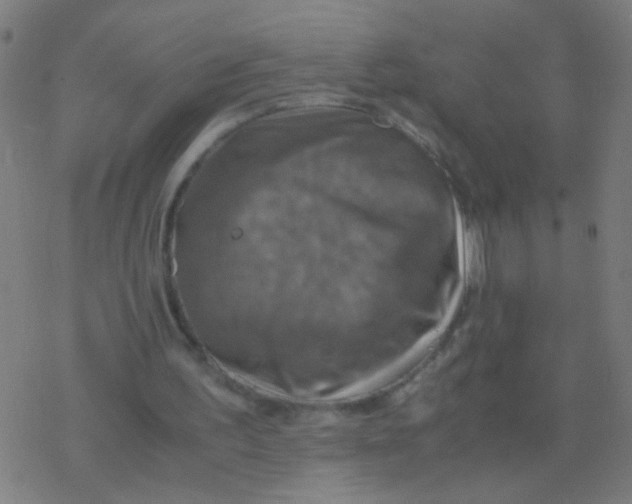 X0000077360195200611101647