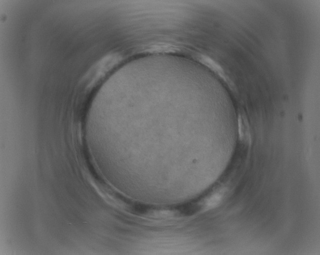 X0000077360205200611101647