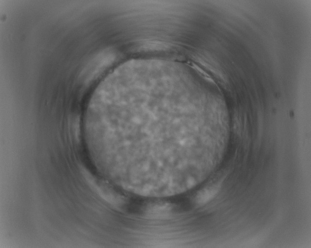 X0000077360206200611101647