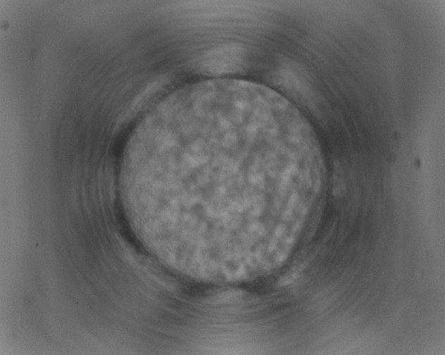 X0000077360210200611101647