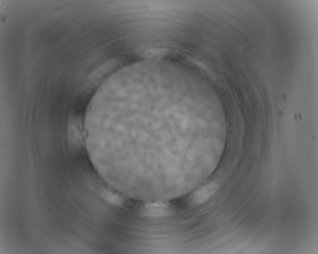 X0000077360240200611101647