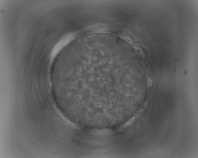 X0000077360245200611101646