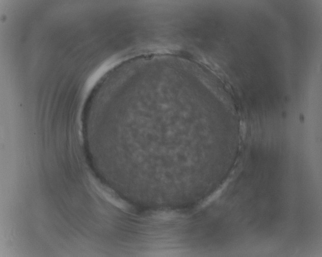 X0000077360246200611101646