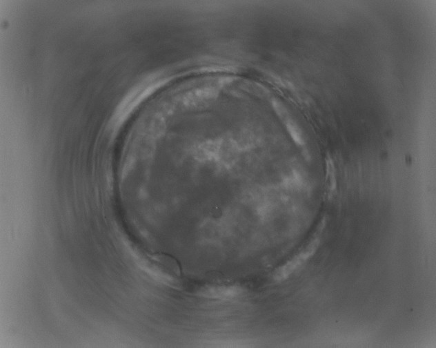 X0000077360247200611101646