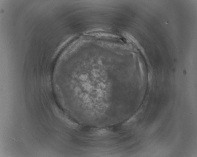 X0000077360249200611101646