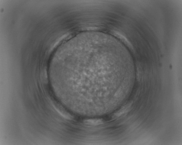 X0000077360251200611101646