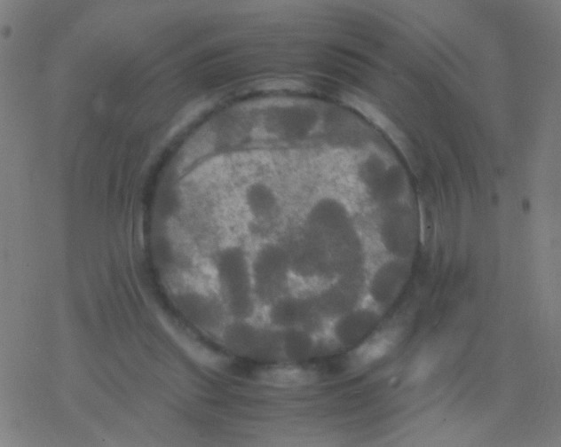 X0000077360253200611101646