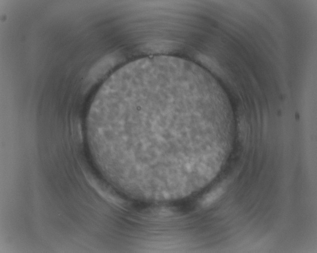 X0000077360254200611101646