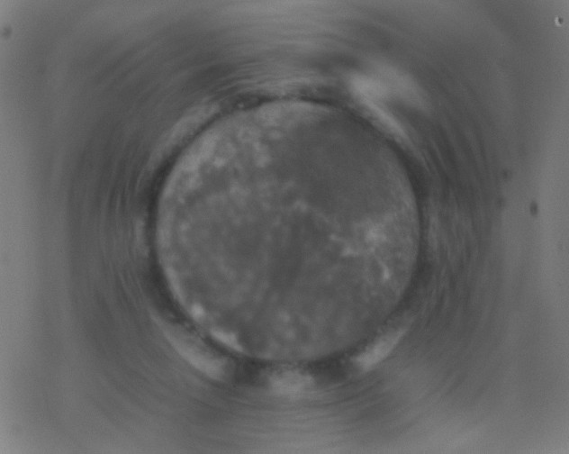 X0000077360258200611101646