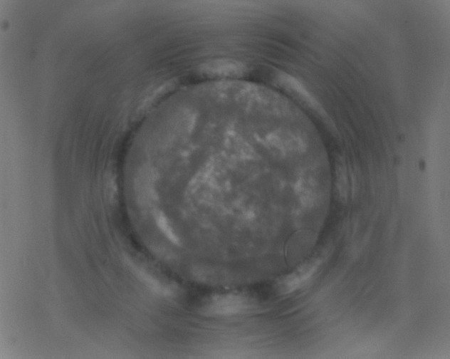 X0000077360259200611101646