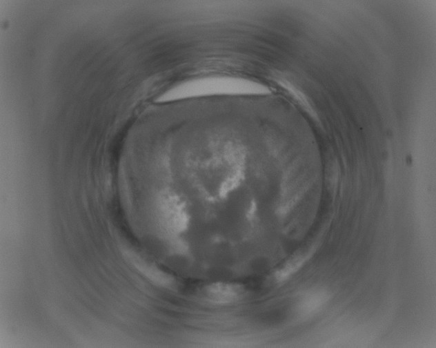 X0000077360261200611101646