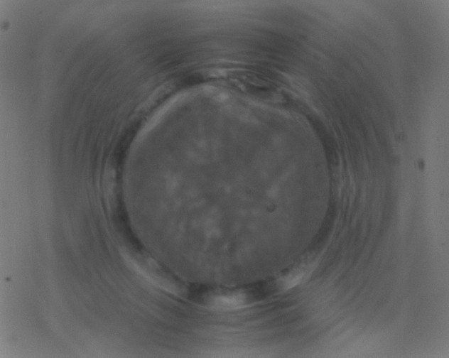 X0000077360263200611101646