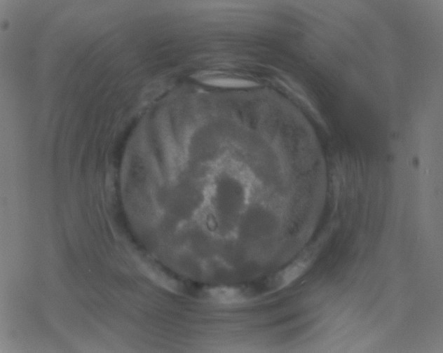 X0000077360265200611101646