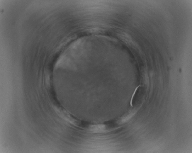 X0000077360266200611101646